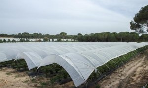 Campo de trabajo para la recolección de la fresa en Huelva. / Europa Press