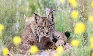 Fotografía de archivo de un lince ibérico. - EUROPA PRESS