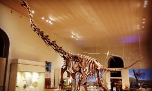 Este enorme esqueleto de dinosaurio es otra de las joyas del Museo Nacional de Brasil. Son los restos del Maxakalisaurus topai, un dinosaurio saurópodo hallado en Minas Gerais.- Museo UFRJ