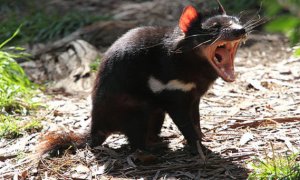 Los demonios de Tasmania son los marsupiales carnívoros más grandes del mundo. Viven únicamente en esta región australiana. / Chen Wu