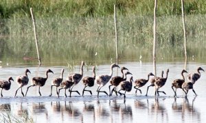 Desde WWF denuncia a la UNESCo que España no está incumpliendo sus compromisos para preservar Doñana | Miguel Vázquez | EFE
