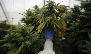 Un operario revisar las plantas de cannabis en una plantación de marihuana medicinal en el norte de Israel. REUTERS/Nir Elias