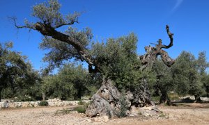 Una de les oliveres mil·lenàries d'Ulldecona. GEPEC