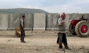 Trabajando en los olivares expoliados de Afrin, junto al muro que los turcos levantaron en su frontera.