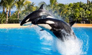 Un estudio analiza la personalidad de las orcas por primera vez en la historia | EFE