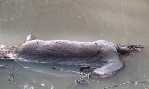 Imagen del ciervo decapitado encontrado en un arroyo del Parque de los Alcornocales. (FACEBOOK)