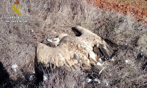 Imagen de una las aves envenenadas. GUARDIA CIVIL