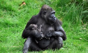 Una gorila lleva en brazos a una de sus crías. (REUTERS/Archivo/Clodagh Kilcoyne)