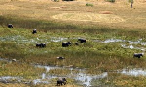 20/09/2018 - Una manada de elefantes pastando en una zona del noreste de Botswana, el 20 de septiembre de 2018 | REUTERS/ Siphiwe Sibeko