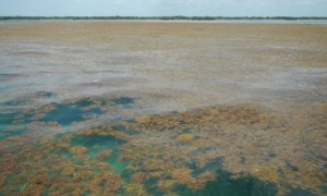 Detectan la mayor proliferación de algas del mundo. Brian Lapointe, Ph.D., Florida Atlantic University's Harbor Branch Oceanographic Institute