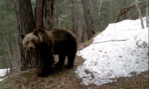 Los ataques atribuidos al oso Goiat han soliviantado a los ganaderos de las tres comunidades pirenaicas. Generalitat de Catalunya