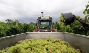 La recollida del raïm a un camp del Penedès. Àlex Recolons