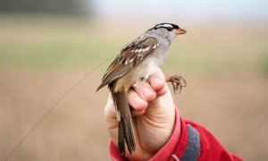 Este pequeño gorrión corona blanca ha participado en el experimento para monitorizar su comportamiento tras el consumo de semillas tratadas con insecticida. El ave lleva un radiotransmisor diminuto para rastrear sus movimientos migratorios. / Margaret Eng