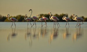 Flamencos en las marismas de Doñana. Foto: Diego López. WWFEspaña.