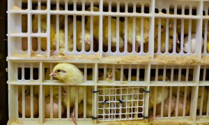 Los pollos son sacrificados por no ser productivos en el ámbito de la industria alimentaria. / Igualdad Animal