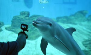 Un hombre fotografía a un delfín confinado en un acuario .ROSLAN RAHMAN / AFP