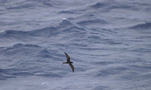 Un petrel de Bulwer sobrevuela a ras del mar. (SEOBird Life)