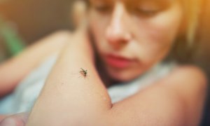 El dengue no es una enfermedad de transmisión sexual