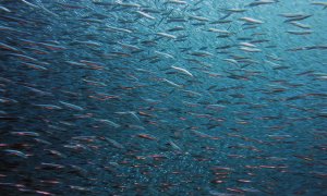 La falta de oxígeno amenaza a especies como el atún, el marlín y los tiburones. / SINC / PIXABAY