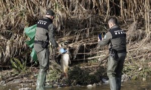 Agents rurals de la Generalitat recullen un peix mort al riu Besòs, contaminat per productes de la planta de reciclatge que es va incendiar a Montornès del Vallès. EFE/Andreu Dalmau