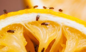 Una mosca de la fruta de hace 6.000 años regaló al mundo los quesos y yogures modernos