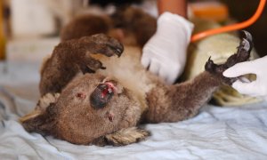 Veterinarios voluntarios atienden a un koala herido por los incendios de Australia. David Mariuz/REUTERS