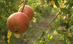 Granada, la superfruta de temporada