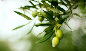 Los bajos precios del aceite en el campo están haciendo que las aceitunas comiencen a quedarse en los olivos por falta de rentabilidad. / Pixabay