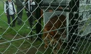 Una asociación rescata a 17 leones y tigres de varios circos en Guatemala