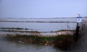 Arrossars inundats al Delta de l'Ebre.