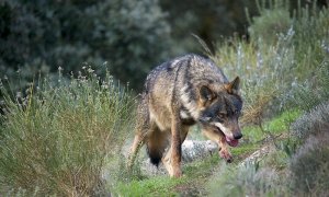 Aire Libre de febrero: el mes del lobo y las camelias