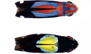 La nueva especie de chicharra Cavichiana alpina (arriba) y la chicharra descubierta en 2014, Cavichiana bromelicola, de características similares (abajo). / Gabriel Mejdalani