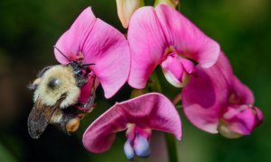 Las poblaciones de abejorro disminuyen por el cambio climático. / Antoine Morin