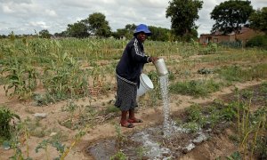 Una mujer usa agua de pozo para regar cultivos marchitos por una sequía prolongada en Bulawayo, Zimbabwe. (REUTERS / Philimon Bulawayo)