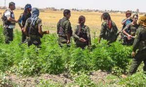Milicianos de las SDF hallan una plantación de marihuana en un cultivo de la Administración Autónoma del Norte y el Este de Siria.