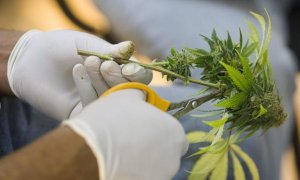 Un investigador revisa las plantas de cannabis | EFE