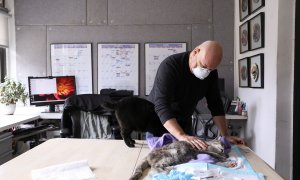 Un veterinario visita a una gata en una casa de Nueva York durante el confinamiento por el coronavirus./ Reuters