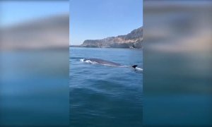 La ausencia del ruido humano atrae a ballenas y delfines hasta las costas