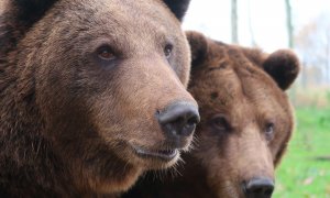 Los científicos analizaron la mordida de osos modernos, así como la de los fósiles de osos de las cavernas. / Pixabay