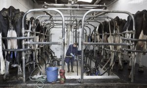 Una mujer trabaja en un matadero gallego.  ALBA CAMBEIRO