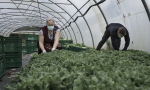 Dos trabajadores recolectan lechugas en A Coruña. ALBA CAMBEIRO