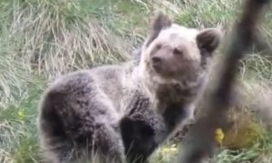 La osezna reintroducida en Picos de Europa retoma la actividad