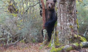 Imagen del oso pardo macho grabado en el Macizo Central Ourensán. / Zeitun Films