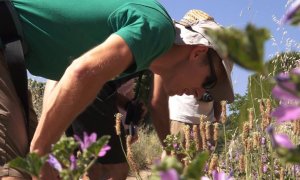 Las lluvias y el confinamiento han ayudado a tener una vegetación exuberante en las ciudades. / CREAF