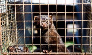 Des hace un mes se ha informado de visones infectados en varias granjas holandesas. / TheAnimalDay.org