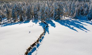 Esta vista aérea muestra a los renos de Vilhelmina Norra Sameby, mientras se mueven en su ubicación de temporada de invierno el 3 de febrero de 2020 cerca de Örnsköldsvik en el norte de Suecia. Una vez, el lince, los glotones y las águilas que cazaban a s