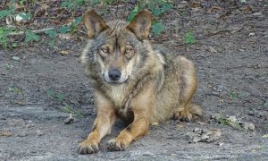 Denuncian prácticas ilegales "que rozan el escándalo" en las acciones de control poblacional del lobo