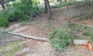 Una imatge dels danys que provoca el projecte, com ara tala de pins. SALVEM LA RENEGÀ