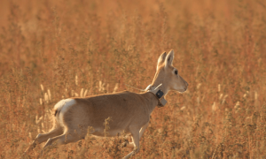 La Iniciativa de biomonitoraje COVID-19 investiga el movimiento de los animales, su comportamiento y niveles de estrés antes, durante y después del confinamiento. En la imagen, una gacela de Mongolia con sistema de seguimiento. / Thomas Mueller