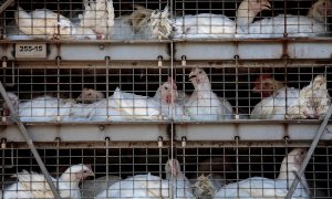 Una Detalle del camión con gallinas a la entrada principal de la empresa cárnica Grupo Uvesa de Rafelbuñol (València), donde se han diagnosticado casos de coronavirus. EFE/Bielmostrando pruebas de muestras de coronavirus. - FAUSTFOTO/REMITIDA ITENE/ E. P.